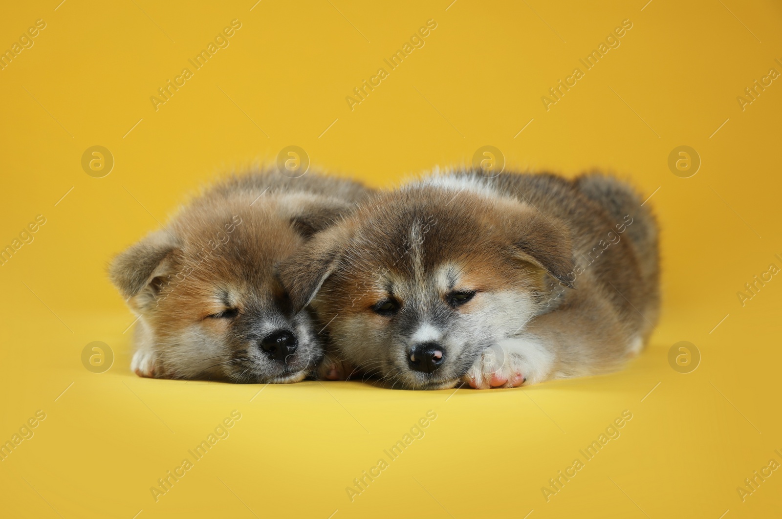 Photo of Adorable Akita Inu puppies on yellow background