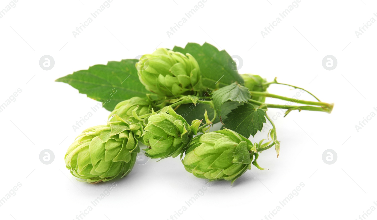 Photo of Fresh green hops on white background. Beer production