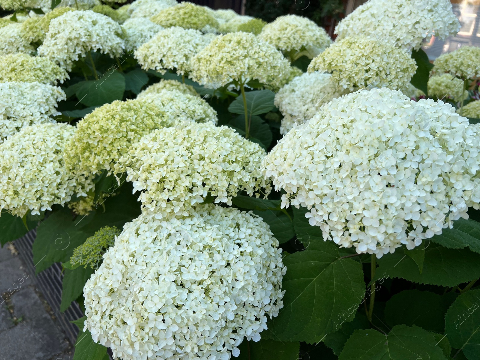 Photo of Beautiful hydrangea with blooming white flowers growing outdoors