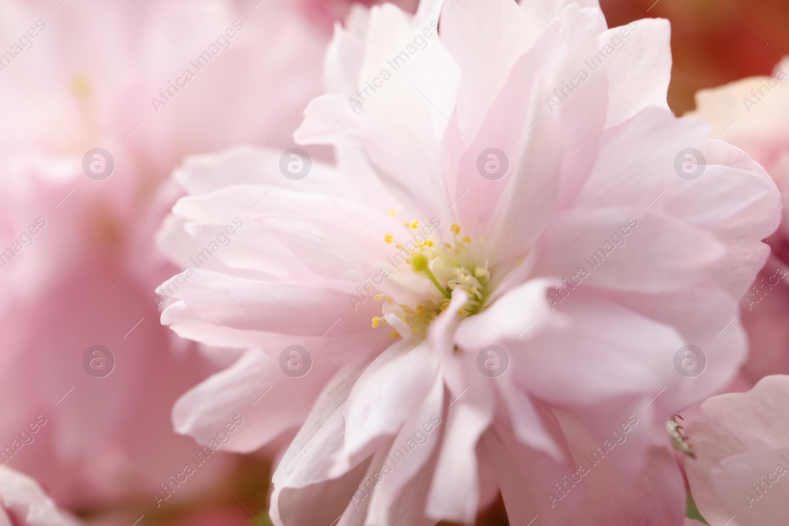 Photo of Beautiful pink sakura blossom on blurred background, closeup