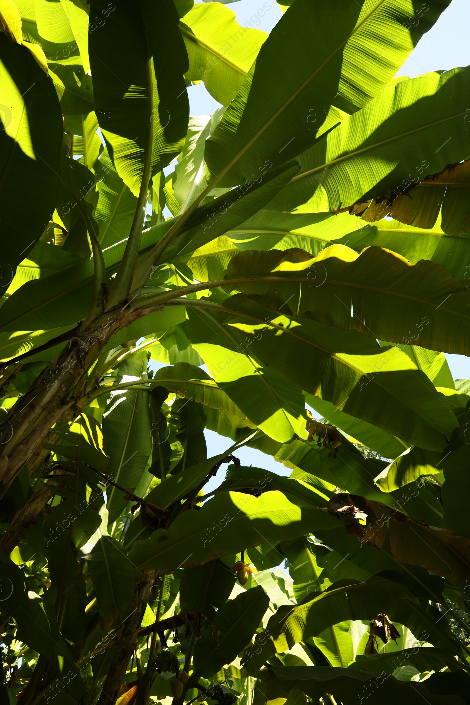 Photo of Beautiful green lush plant leaves growing outside