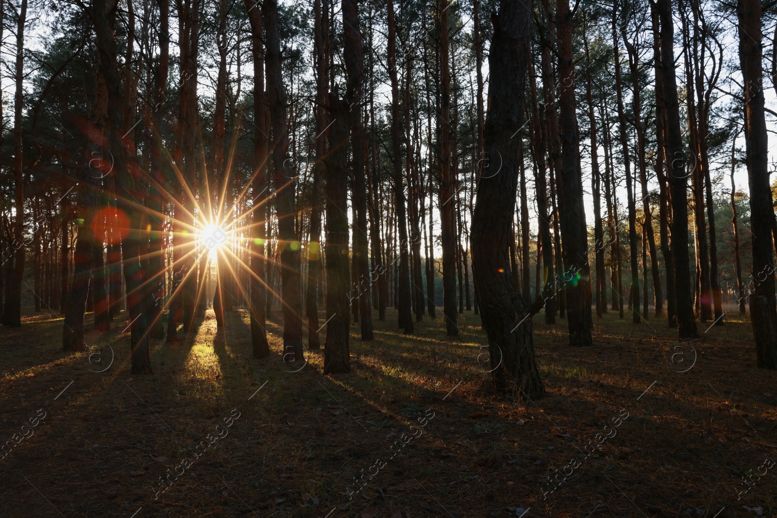 Photo of Beautiful view of sun shining through trees in conifer forest at sunset