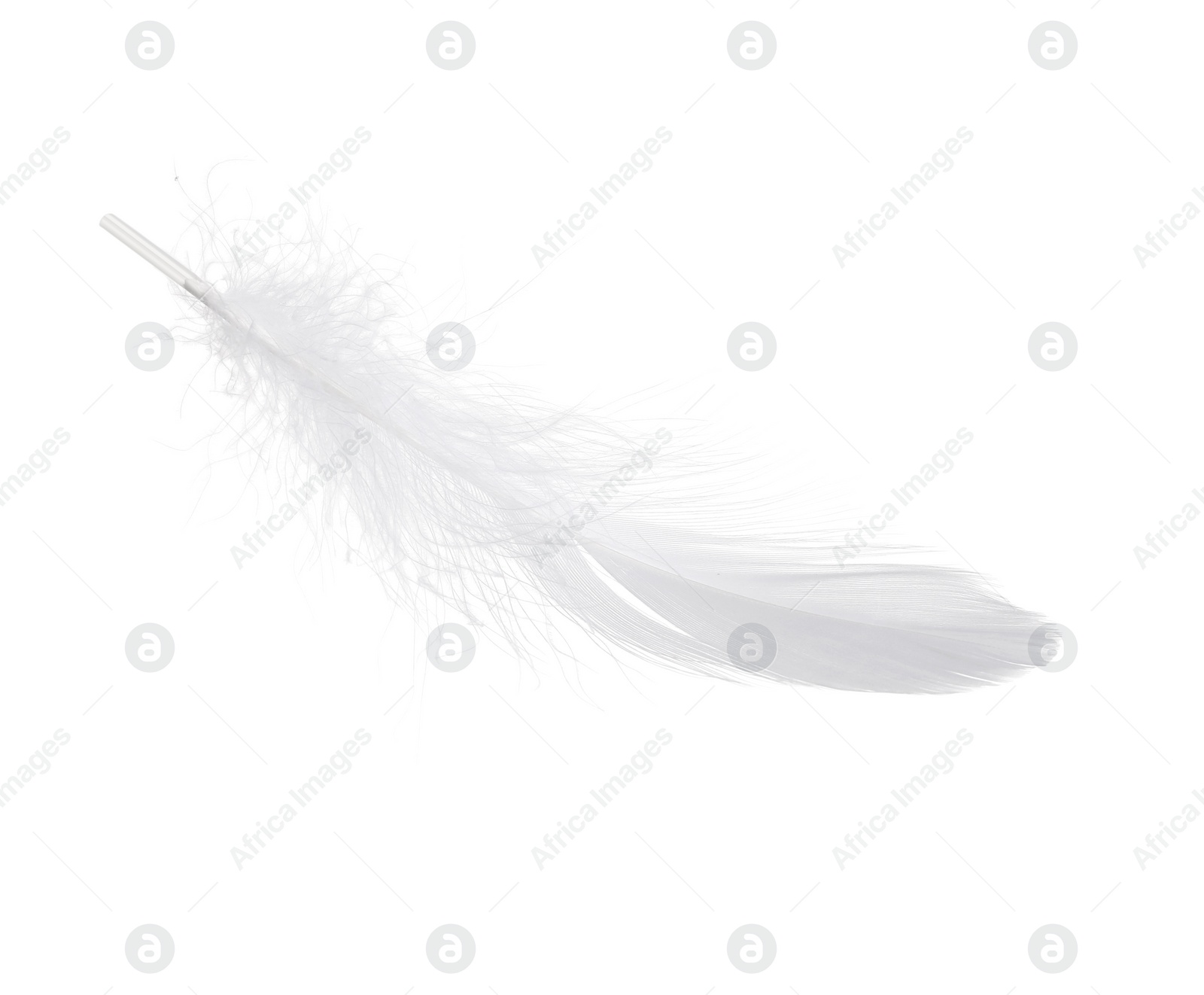 Photo of Beautiful fluffy bird feather isolated on white