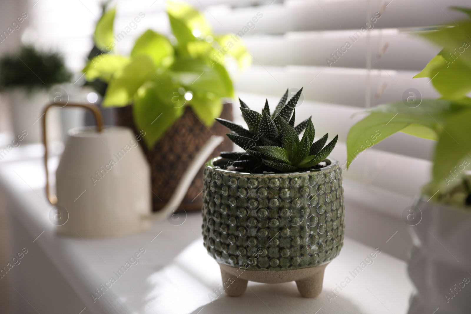 Photo of Beautiful potted plant on window sill indoors. Floral house decor