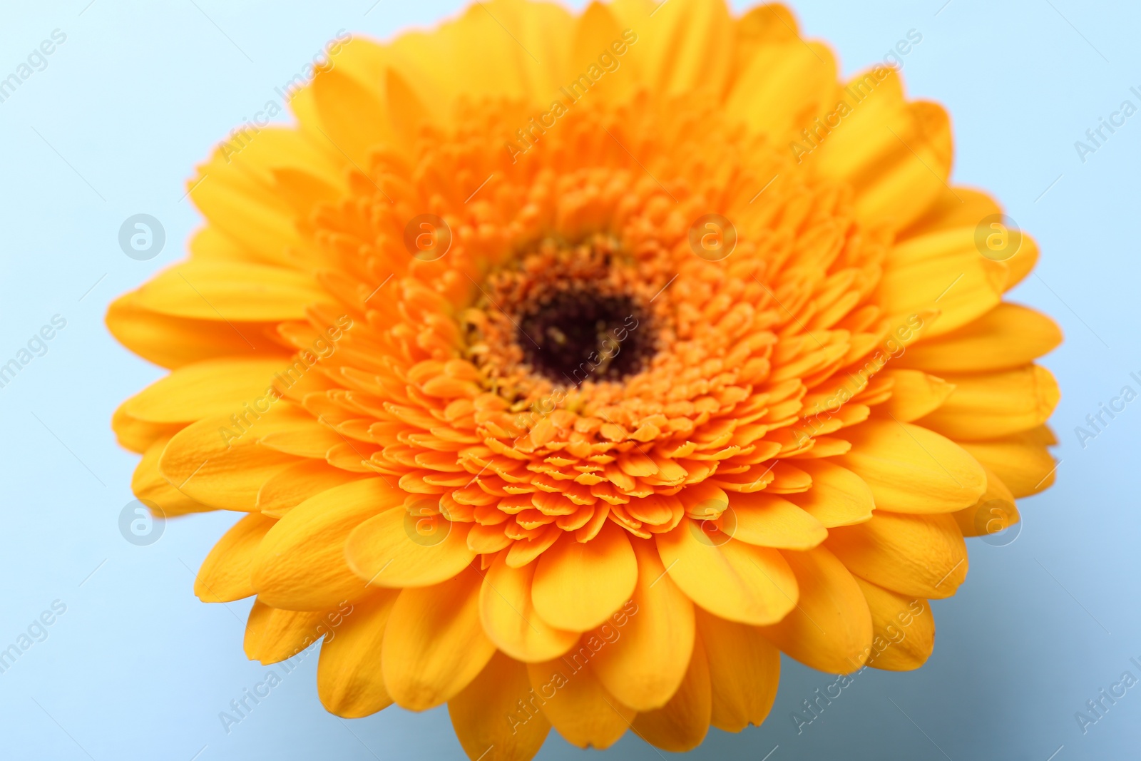 Photo of Beautiful orange gerbera flower on light blue background, closeup