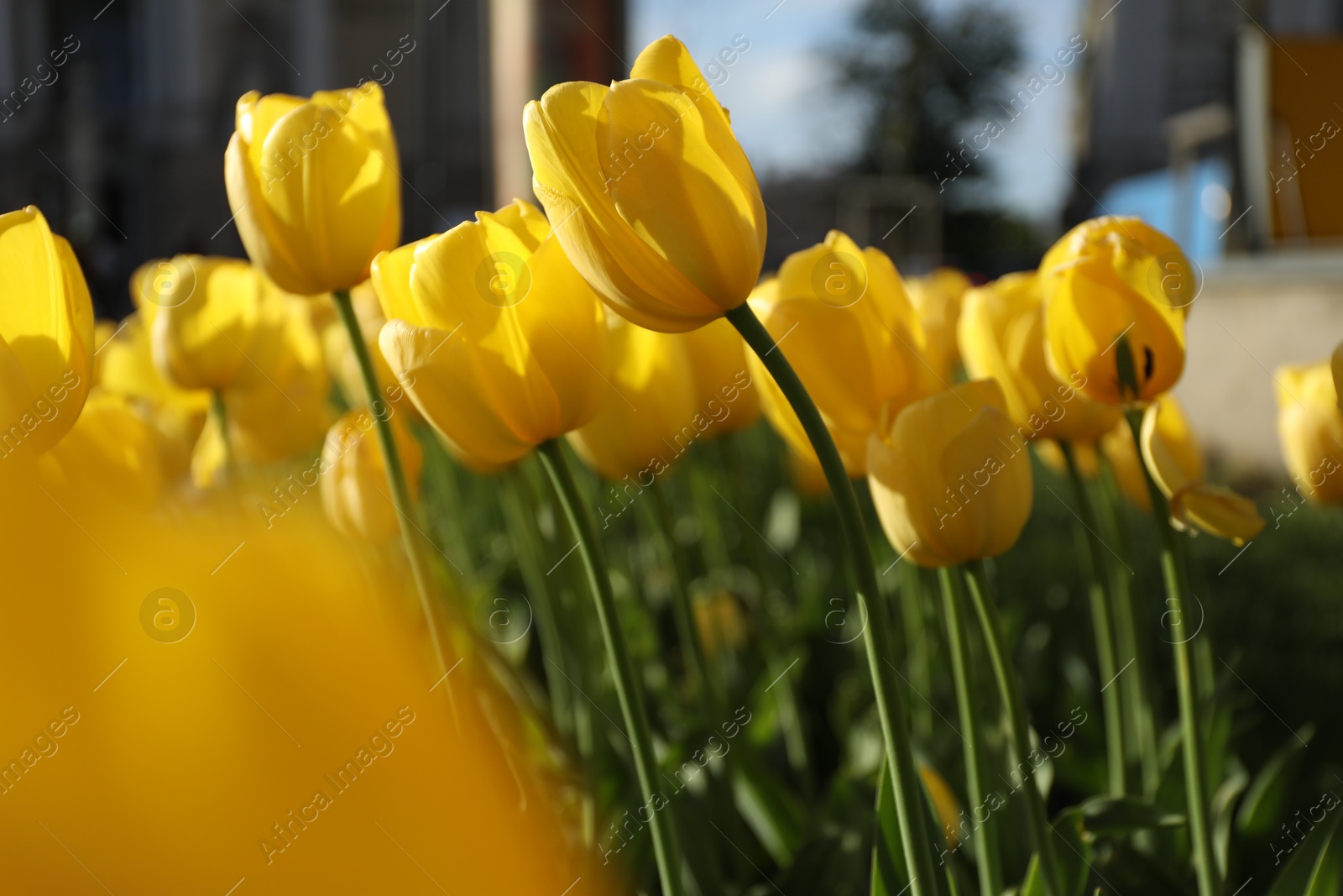 Photo of Beautiful yellow tulips growing outdoors on sunny day, closeup. Spring season