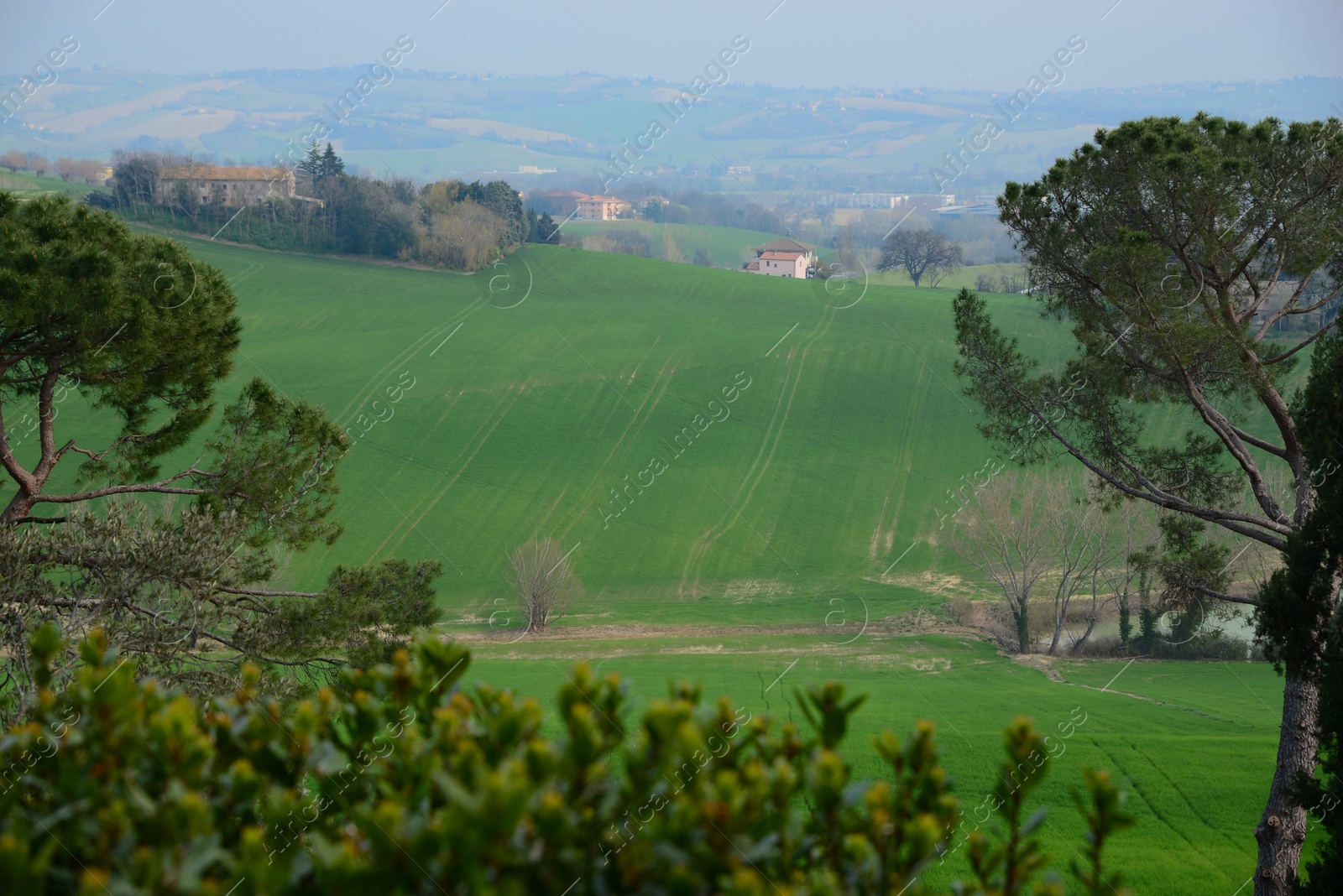 Photo of Picturesque rural landscape with coniferous trees and beautiful green fields