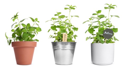 Lemon balm (Melissa) plants growing in different pots isolated on white