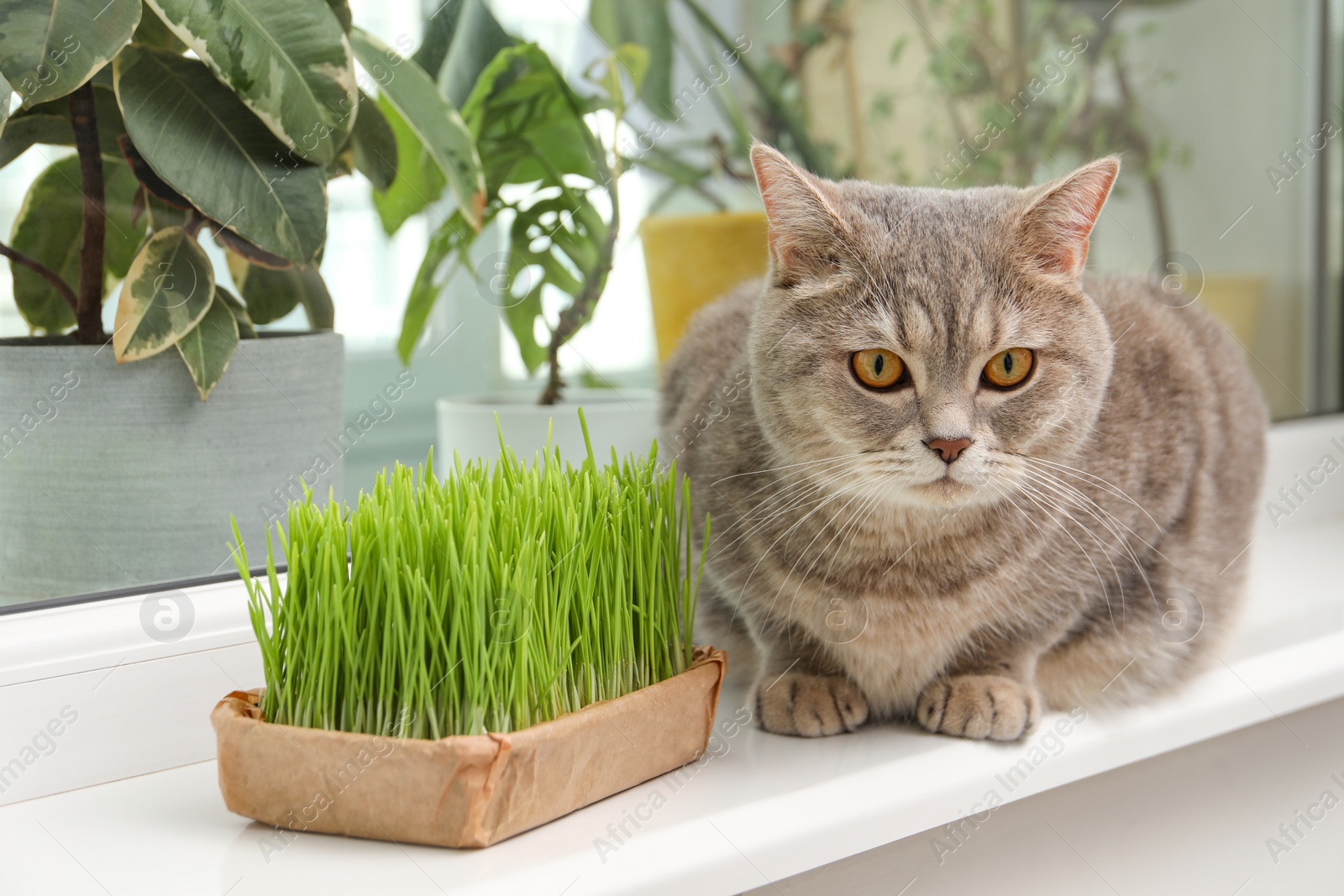 Photo of Cute cat near fresh green grass on windowsill indoors