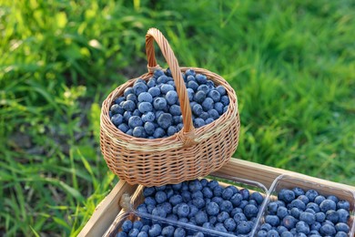 Photo of Tasty ripe blueberries on farm. Seasonal berries