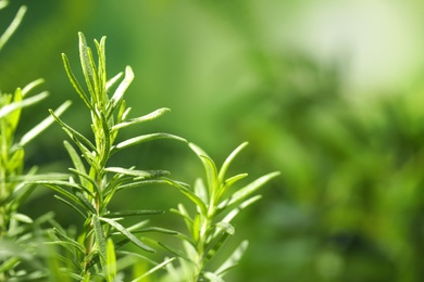 Photo of Twigs of fresh rosemary on blurred background, closeup. Space for text