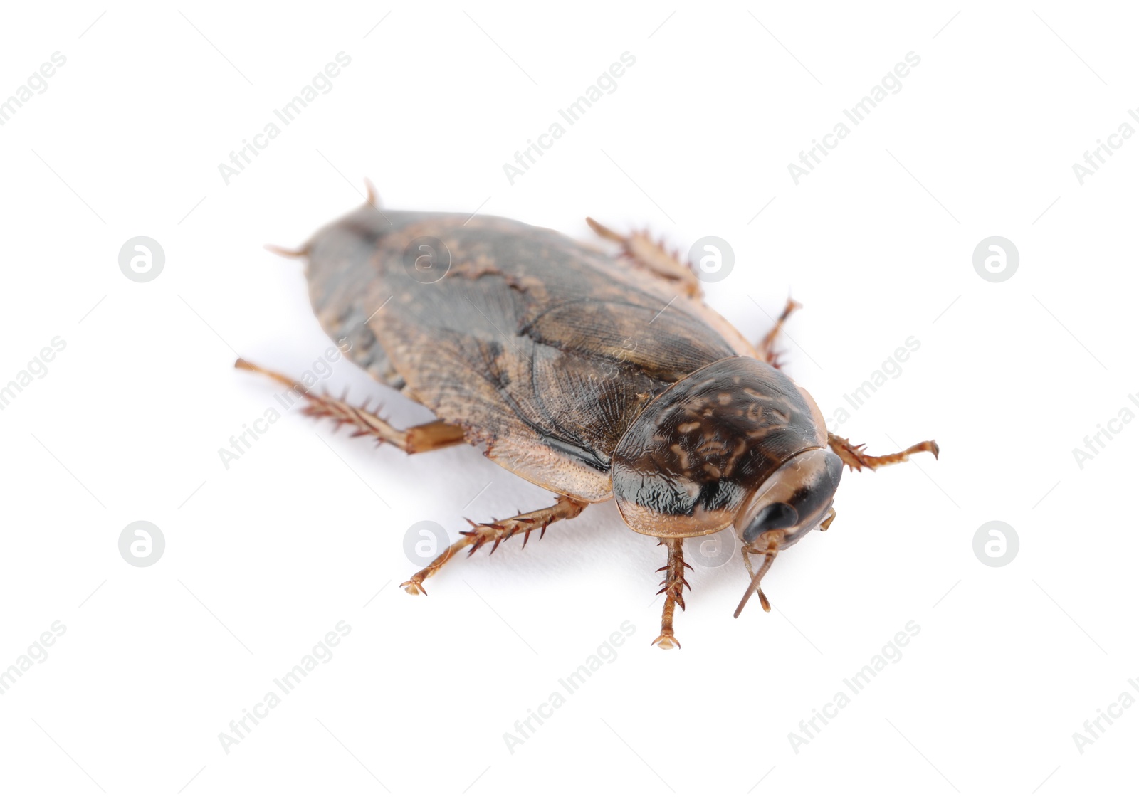 Photo of Brown cockroach isolated on white. Pest control