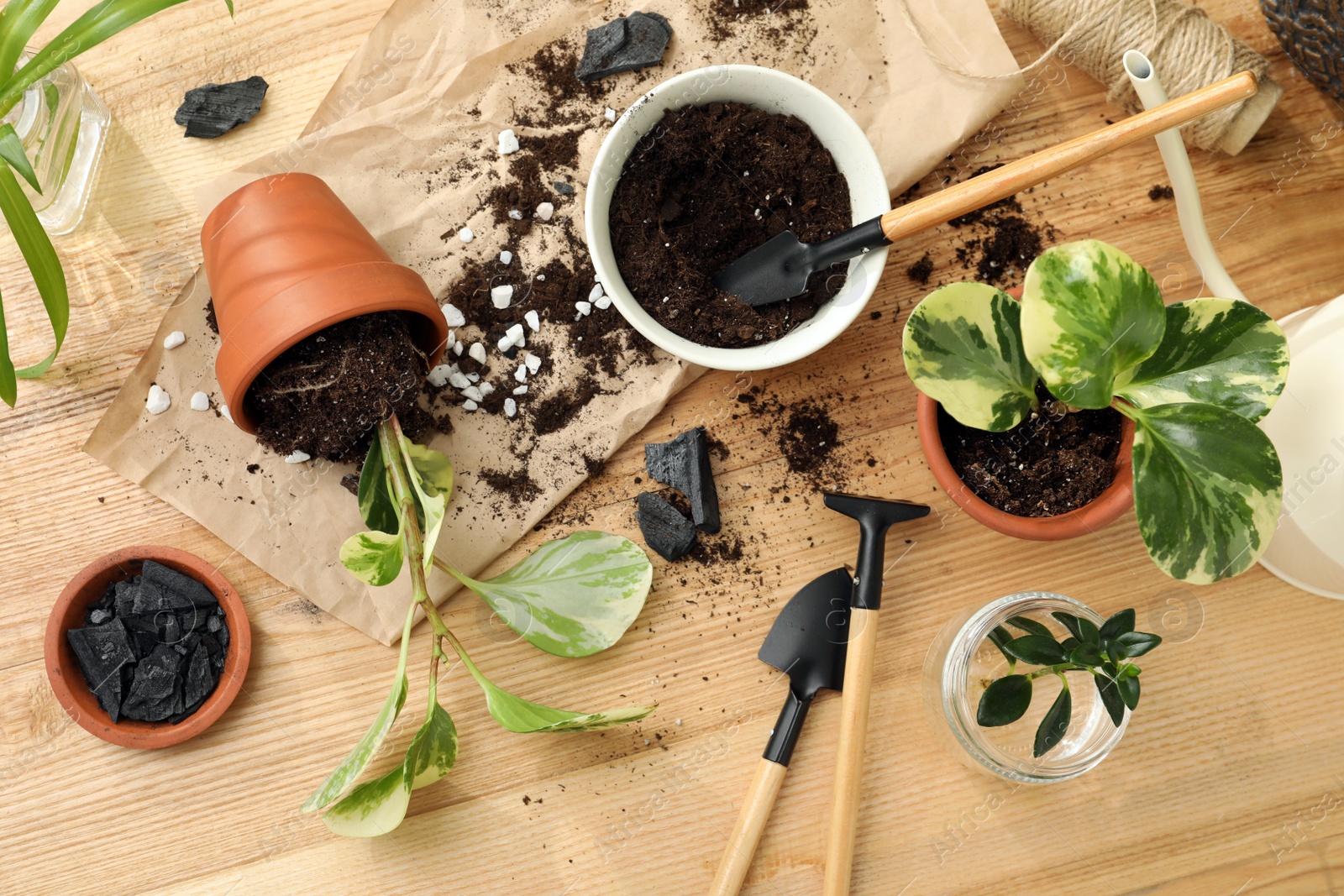 Photo of Houseplants and gardening tools on wooden table, flat lay