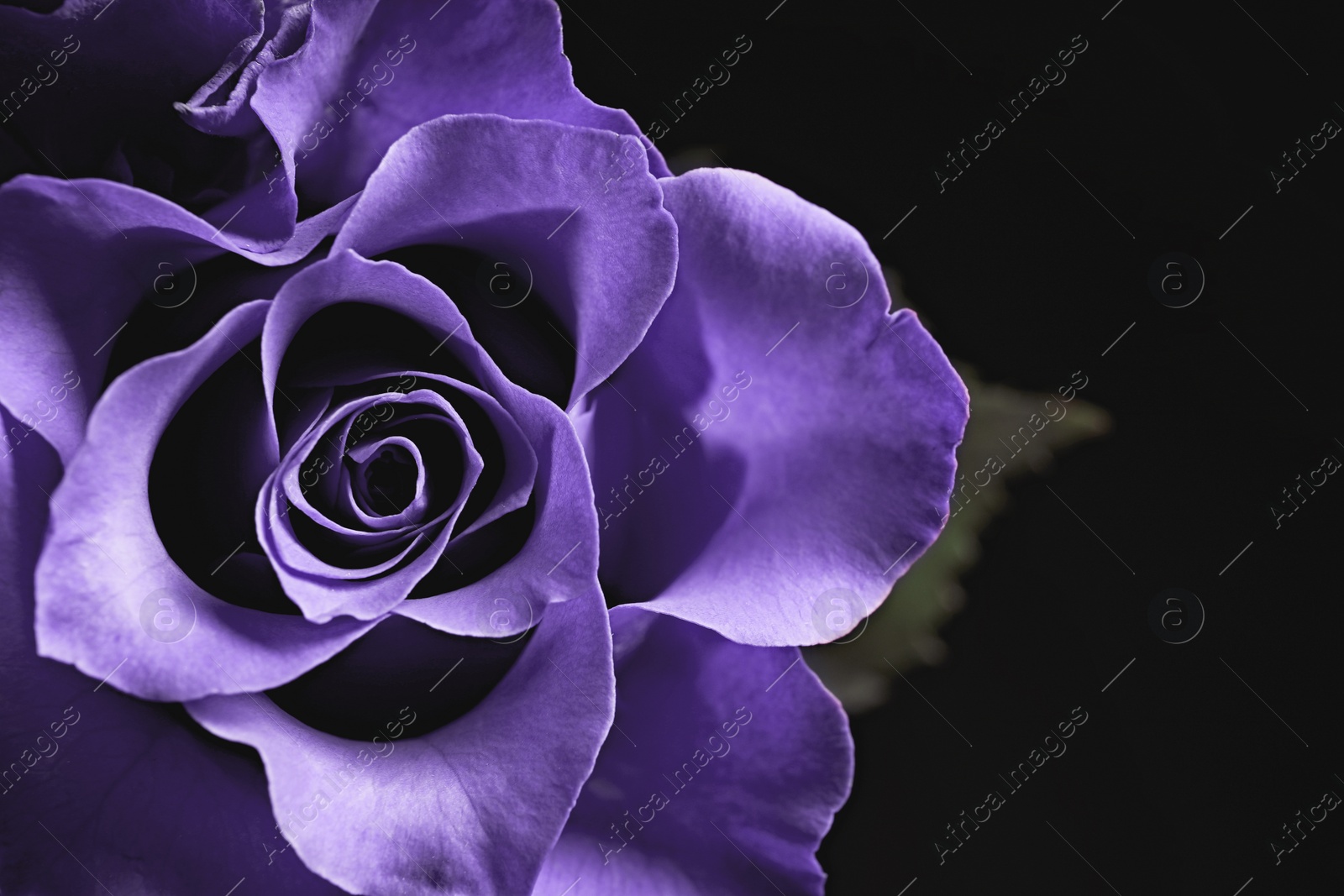 Image of Violet flower on black background, closeup. Funeral attributes