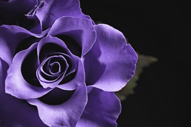 Image of Violet flower on black background, closeup. Funeral attributes