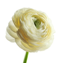 Photo of Beautiful ranunculus flower on white background