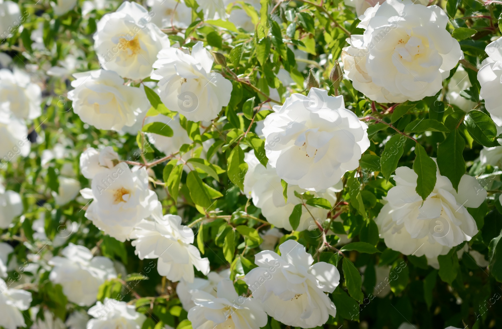 Photo of Beautiful blooming rose bush outdoors, closeup view