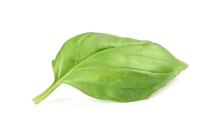 Fresh green basil leaf on white background