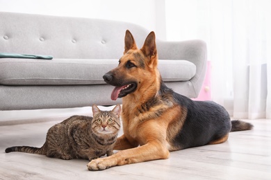 Adorable cat and dog resting together near sofa indoors. Animal friendship