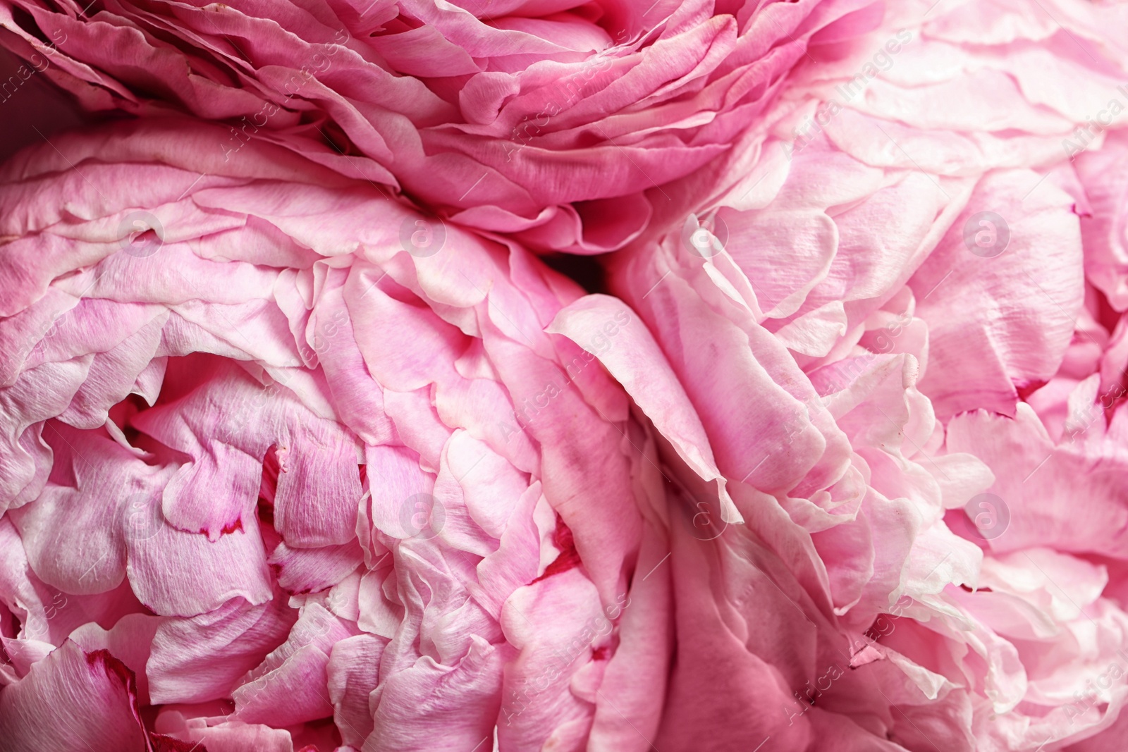 Photo of Beautiful fresh peonies as background, closeup view. Floral decor