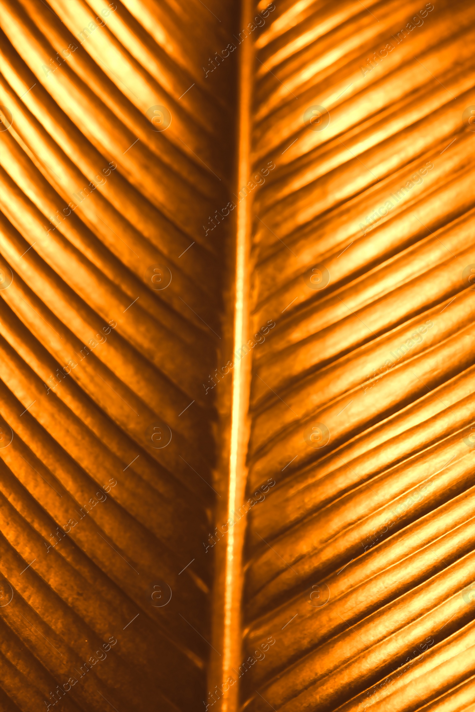 Image of Shiny golden palm leaf as background, closeup