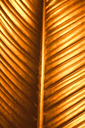 Image of Shiny golden palm leaf as background, closeup