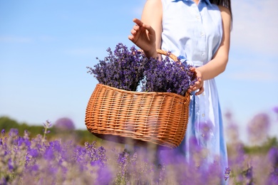 Photo of Young woman with wicker basket full of lavender flowers in field, closeup