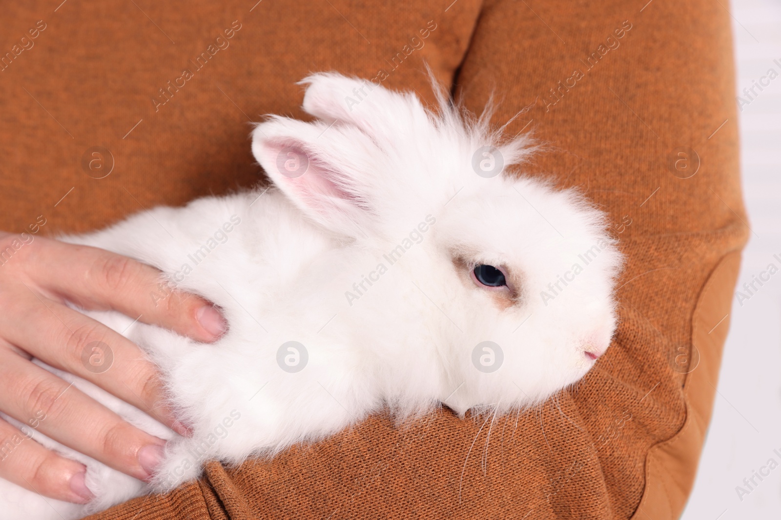 Photo of Man with fluffy white rabbit, closeup. Cute pet