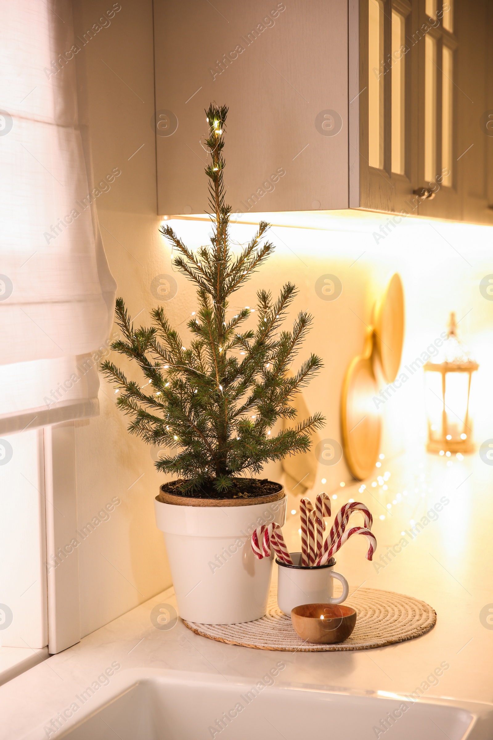 Photo of Beautiful kitchen decorated with potted fir. interior design