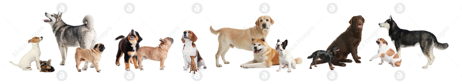 Image of Collage with different dogs on white background. Banner design