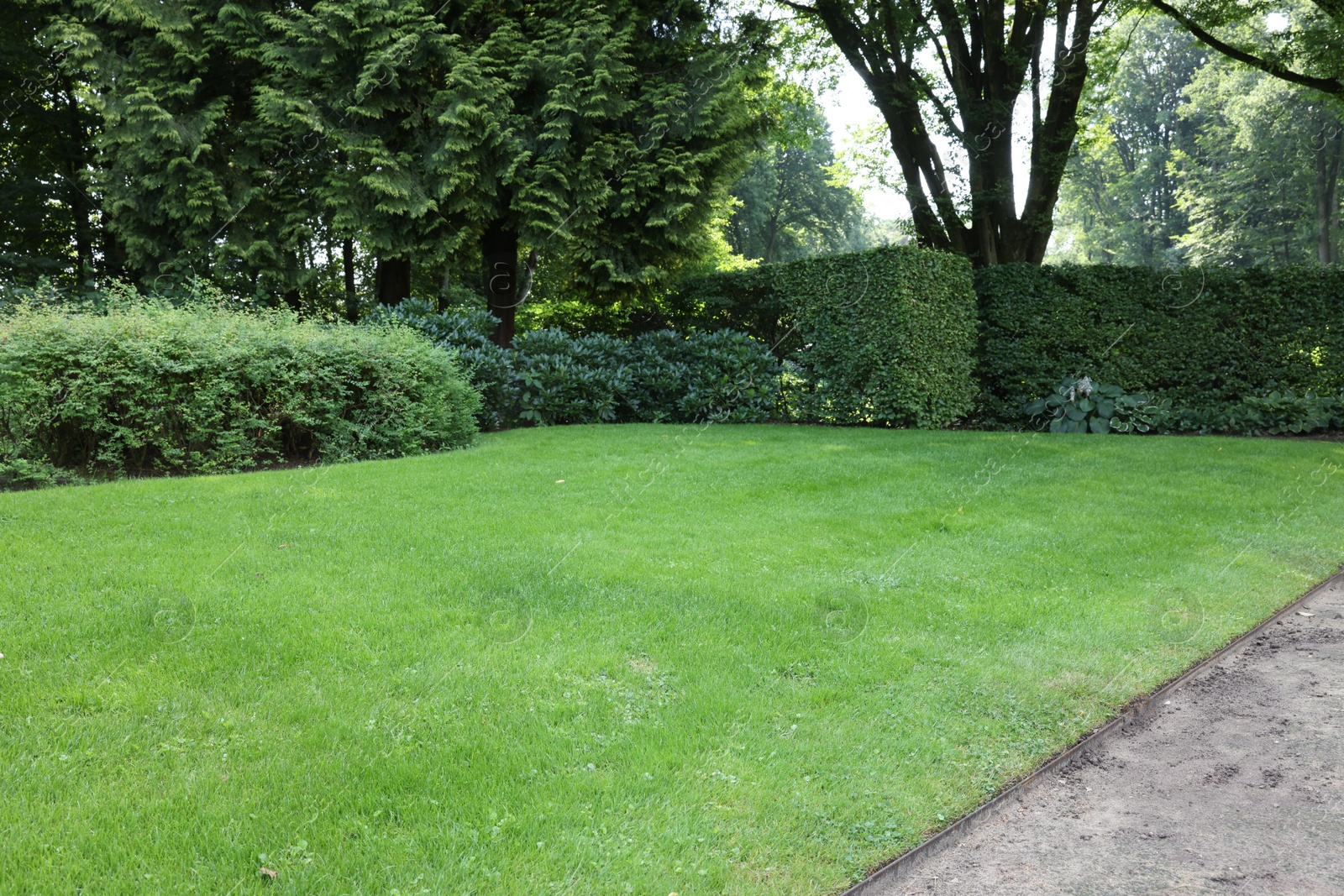 Photo of Beautiful lawn with green grass on sunny day