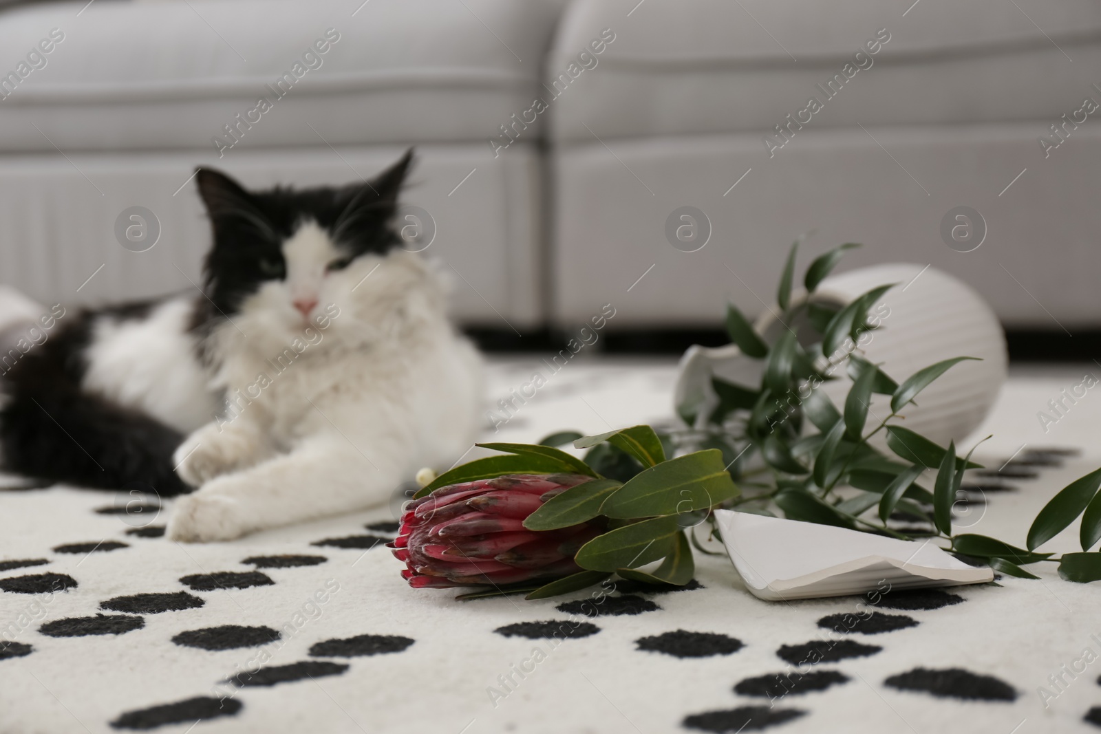 Photo of Cat lying near broken vase in living room, focus on flower