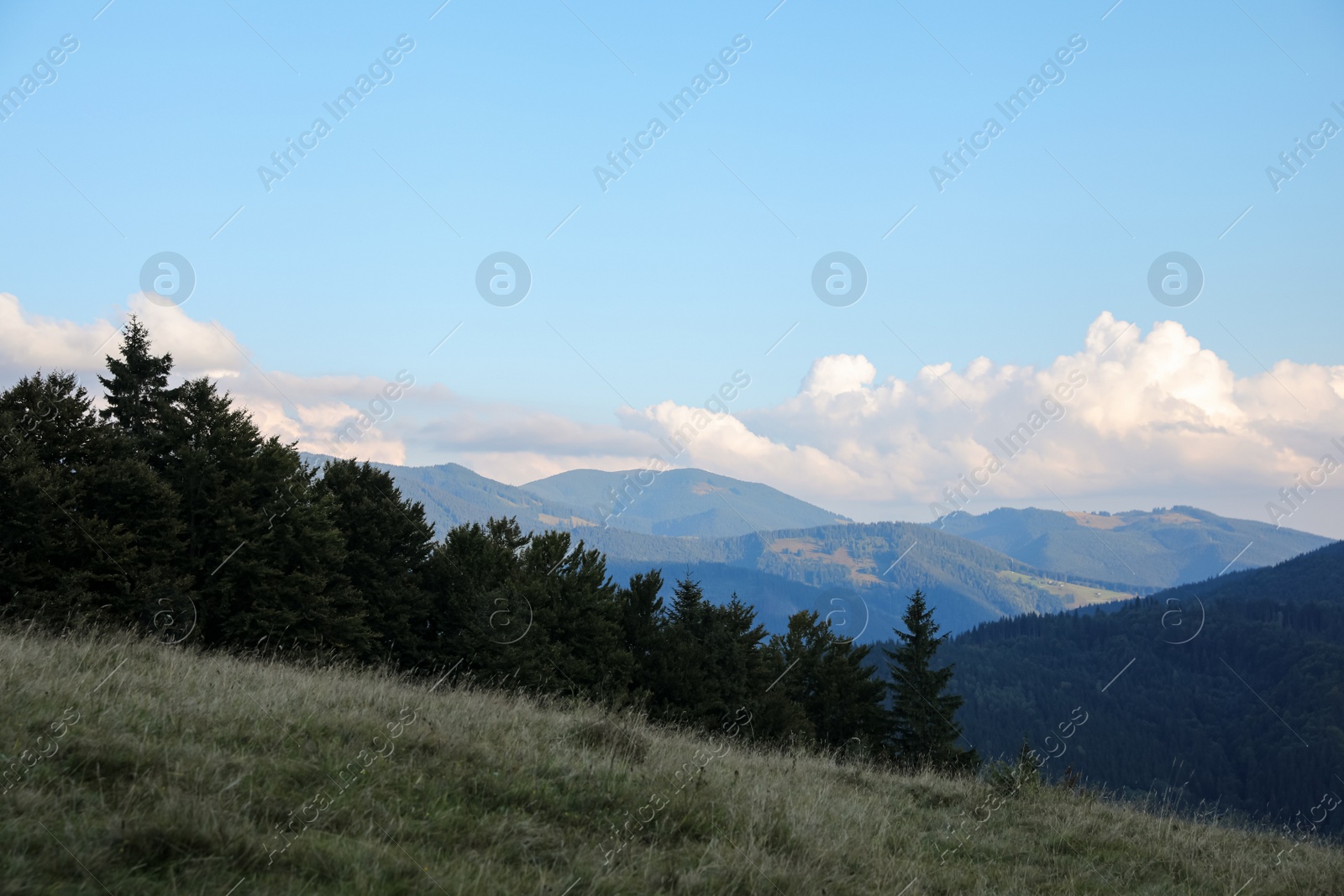 Photo of Beautiful view of forest clearing in mountains