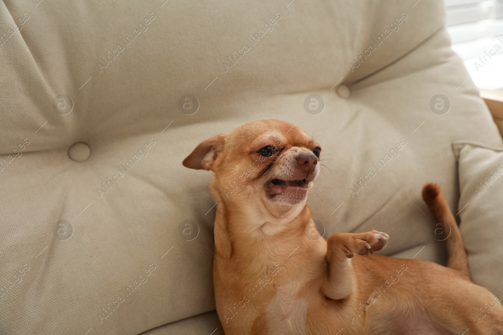 Photo of Aggressive small Chihuahua dog on sofa indoors