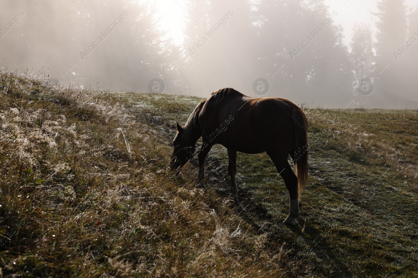 Photo of Horse grazing on pasture in misty morning. Lovely domesticated pet