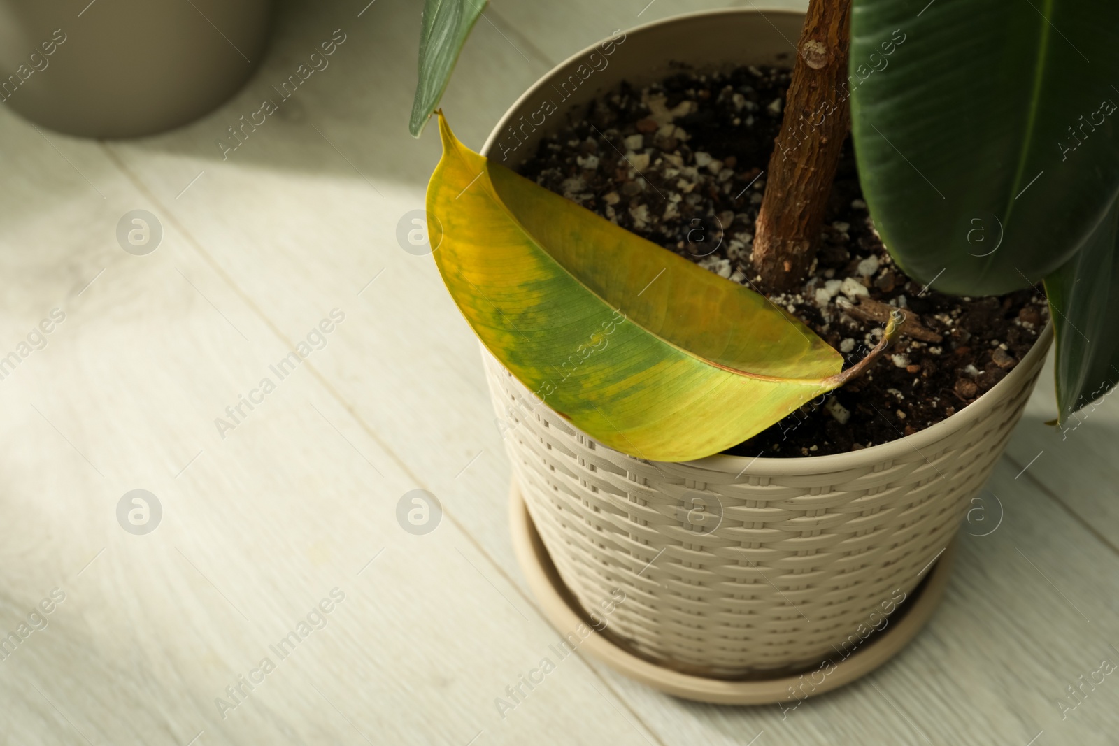 Photo of Fallen yellow leaf near potted houseplant indoors. Space for text