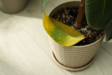 Fallen yellow leaf near potted houseplant indoors. Space for text