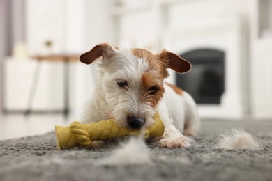 Photo of Cute dog playing with toy on carpet with pet hair at home