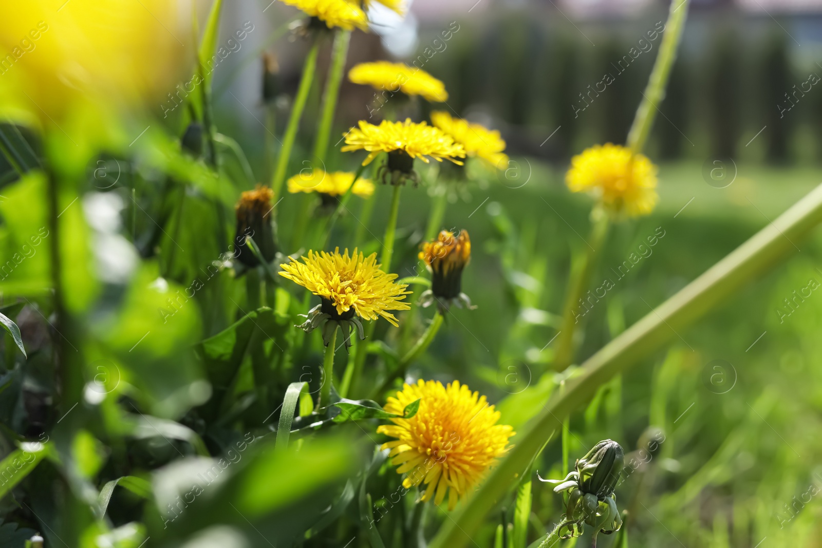 Photo of Beautiful yellow dandelions at backyard on sunny day, closeup