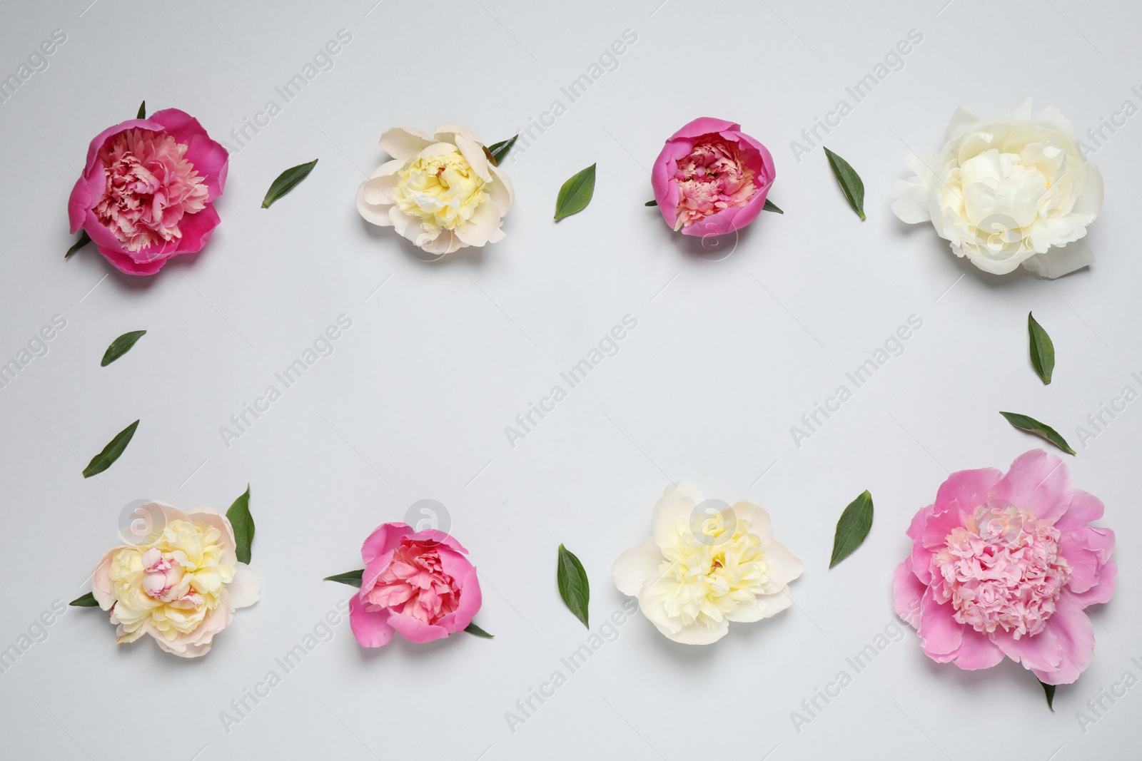 Photo of Beautiful fresh peonies and leaves on light grey background, flat lay. Space for text