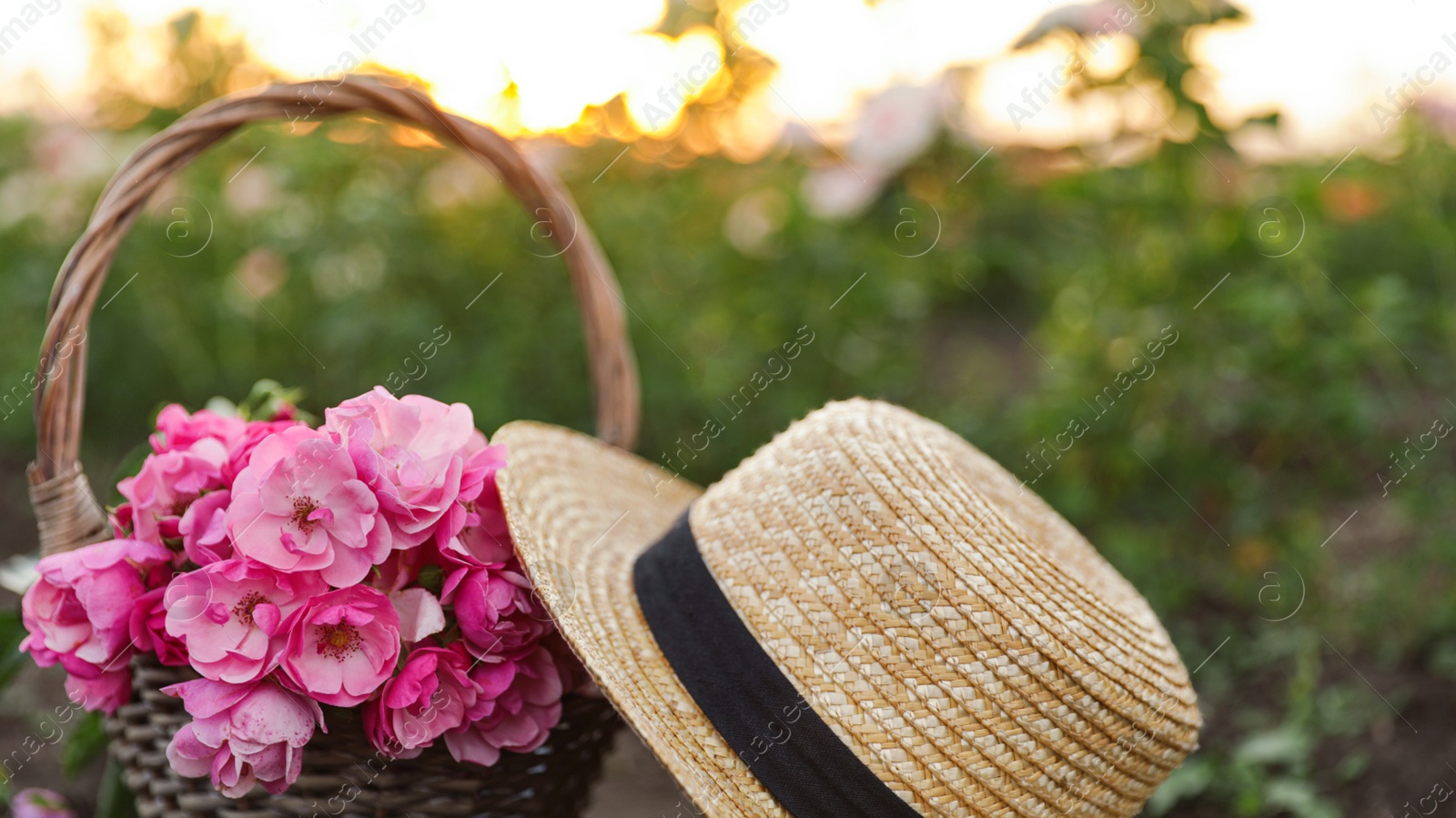 Photo of Straw hat and wicker basket with roses outdoors. Gardening