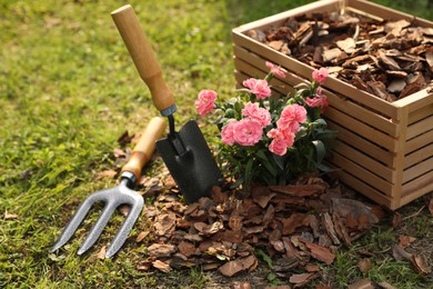 Bark chips in wooden box, fork and trowel near beautiful mulched flowers in garden