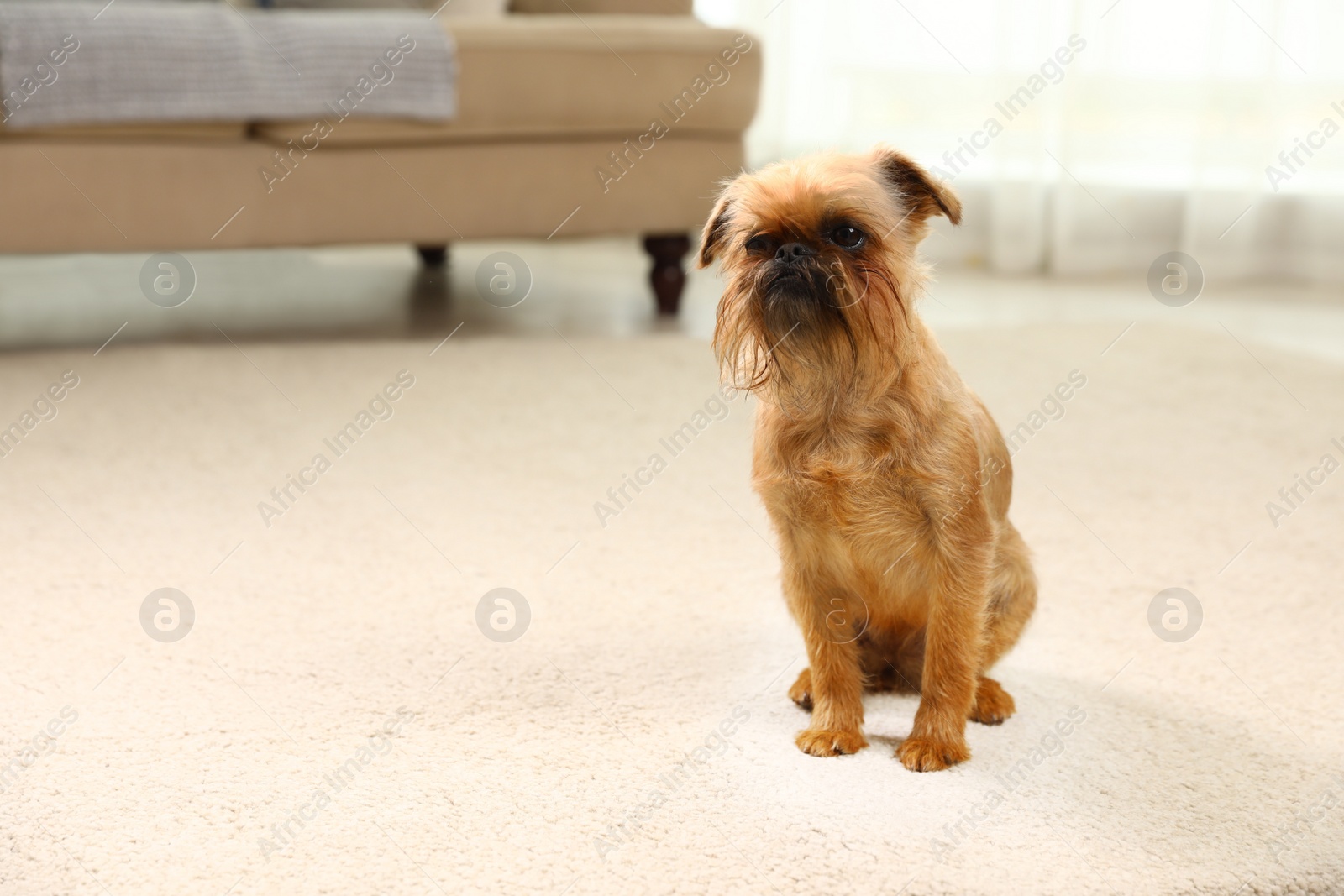 Photo of Portrait of funny Brussels Griffon dog on carpet at home. Space for text
