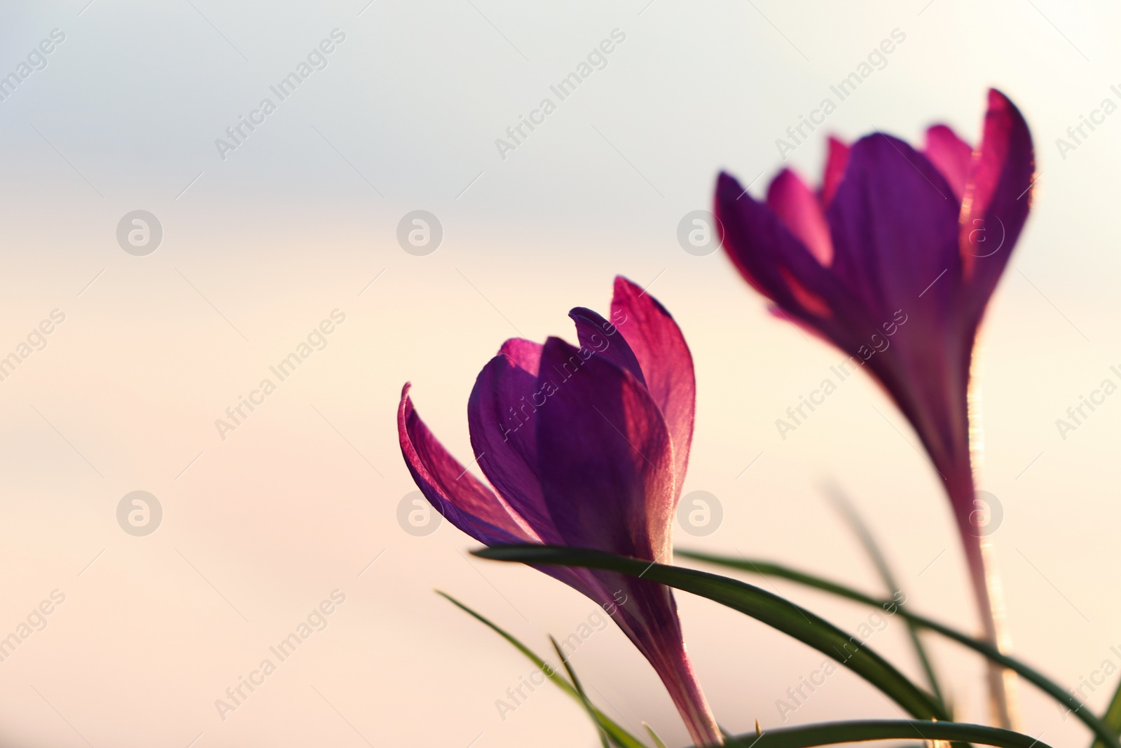 Photo of Fresh purple crocus flowers growing in spring morning