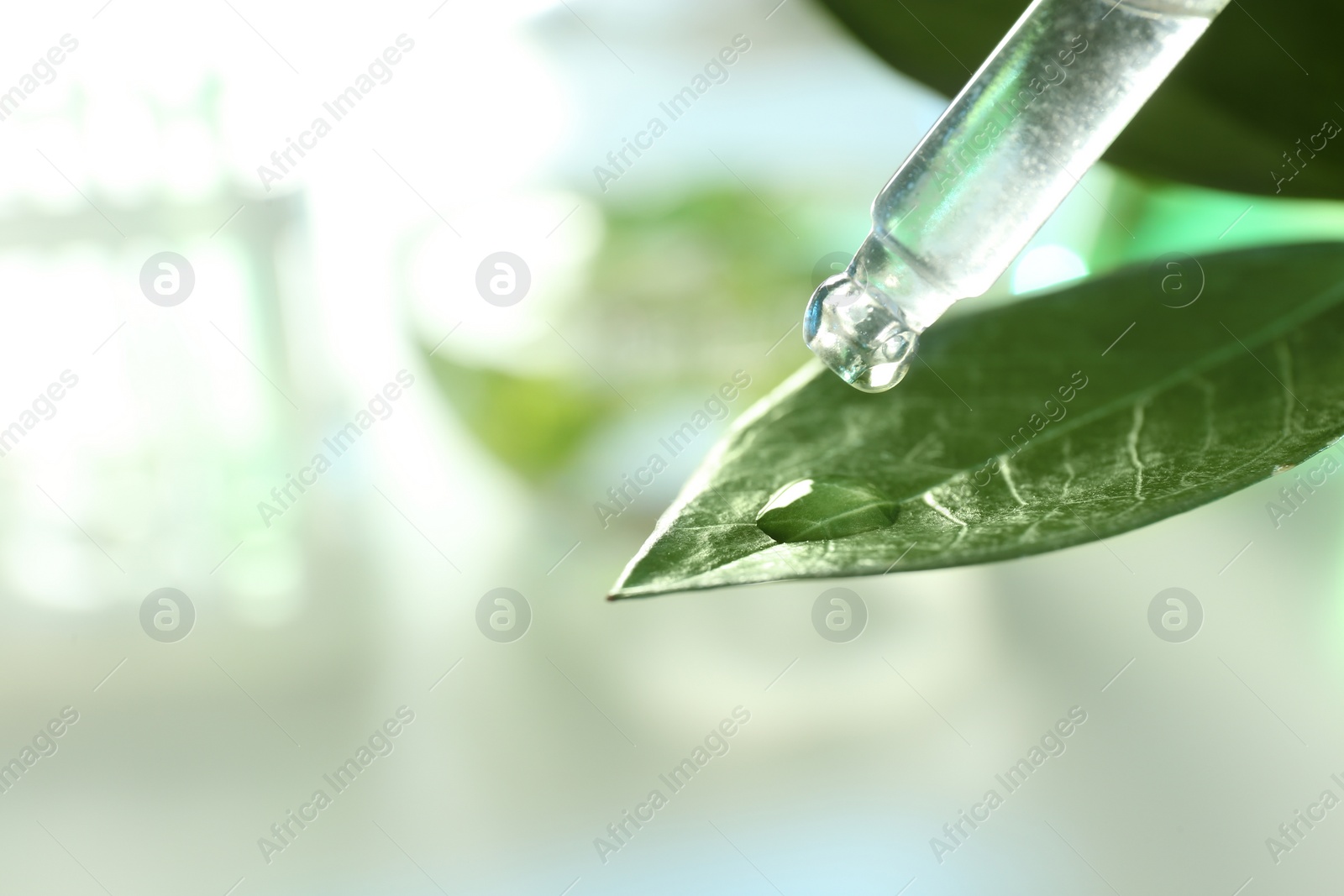 Photo of Clear liquid dropping from pipette on leaf against blurred background, closeup with space for text. Plant chemistry