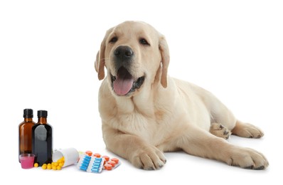 Image of Vitamins for pets. Cute dog, different pills and syrup on white background