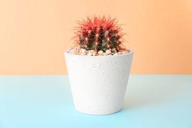 Photo of Beautiful cactus on table against color background