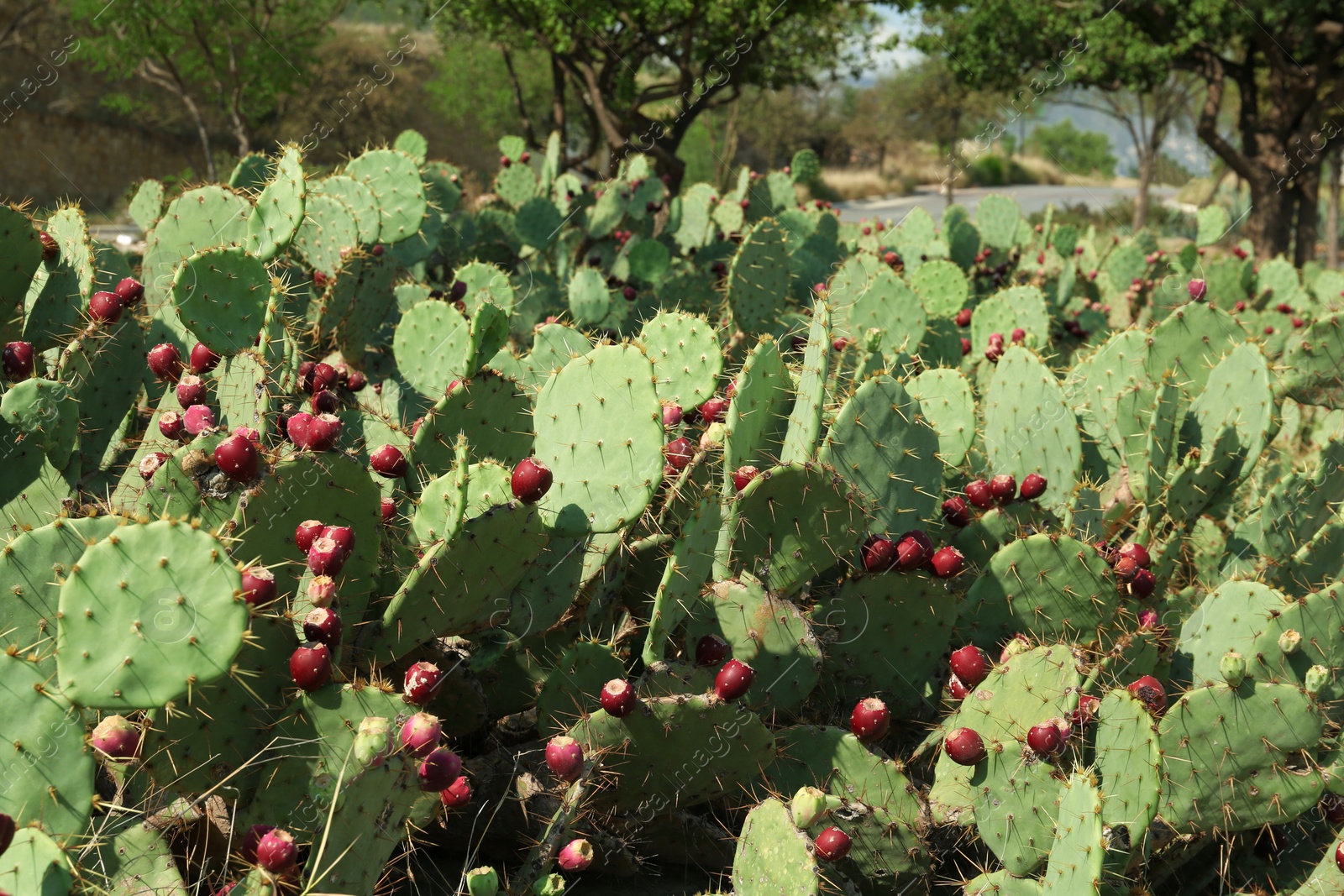 Photo of Beautiful prickly pear cacti growing outdoors on sunny day