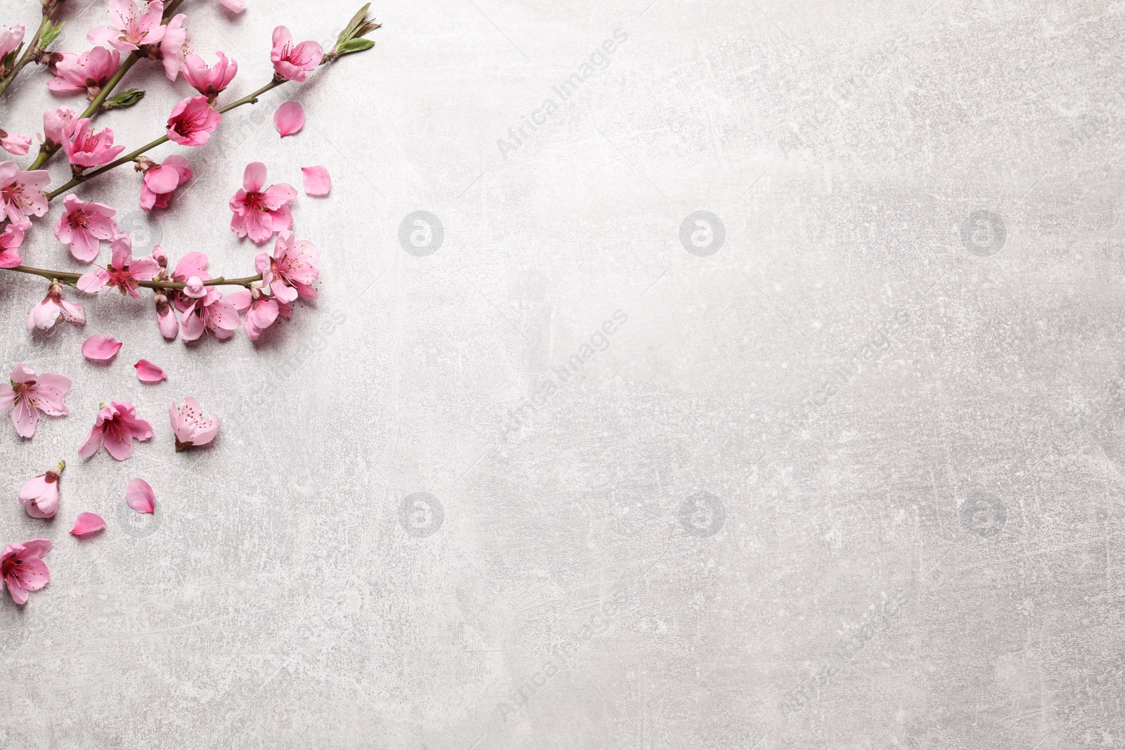 Photo of Beautiful sakura tree blossoms on light grey background, flat lay. Space for text