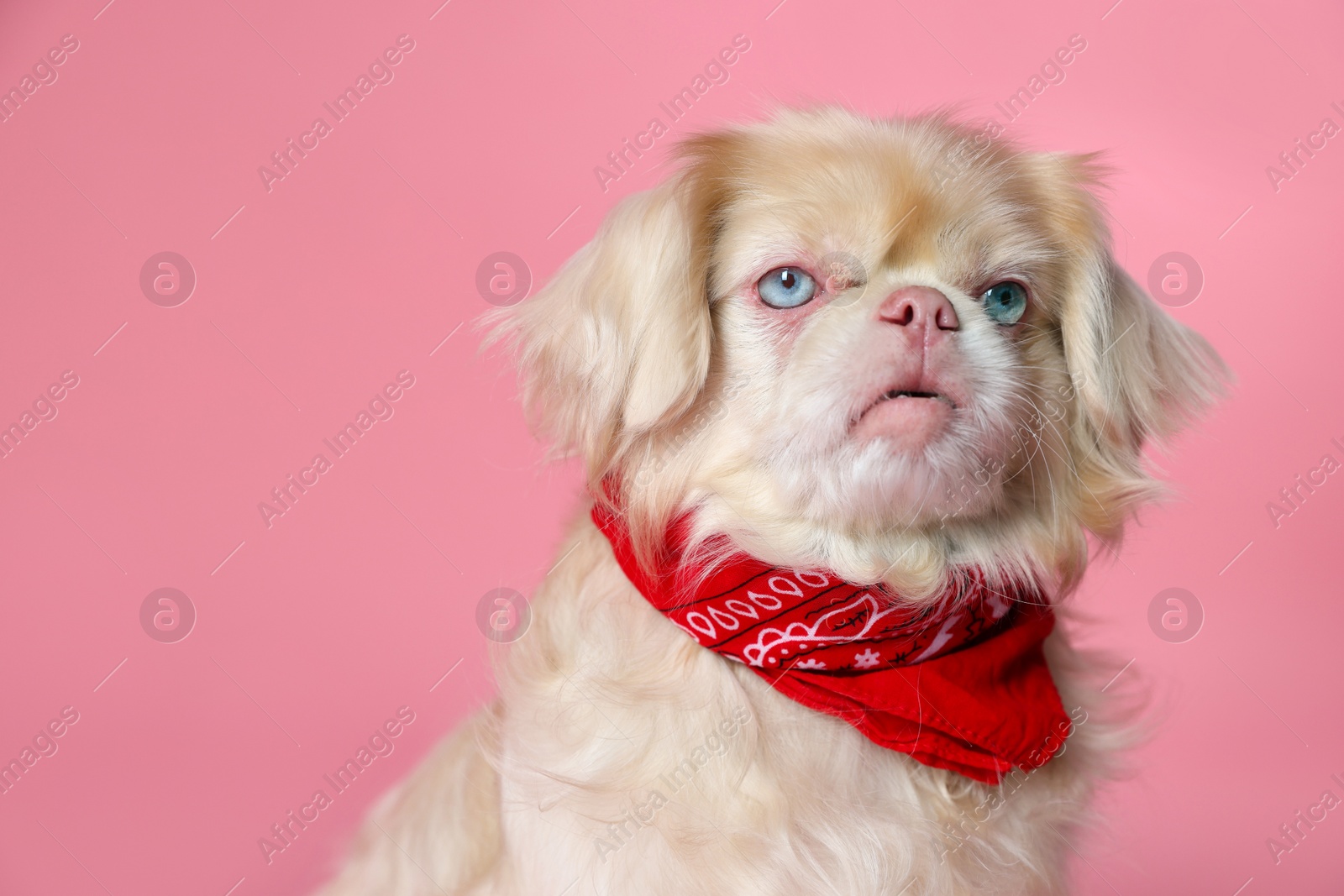 Photo of Cute Pekingese dog with bandana on pink background. Space for text